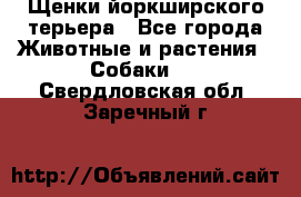 Щенки йоркширского терьера - Все города Животные и растения » Собаки   . Свердловская обл.,Заречный г.
